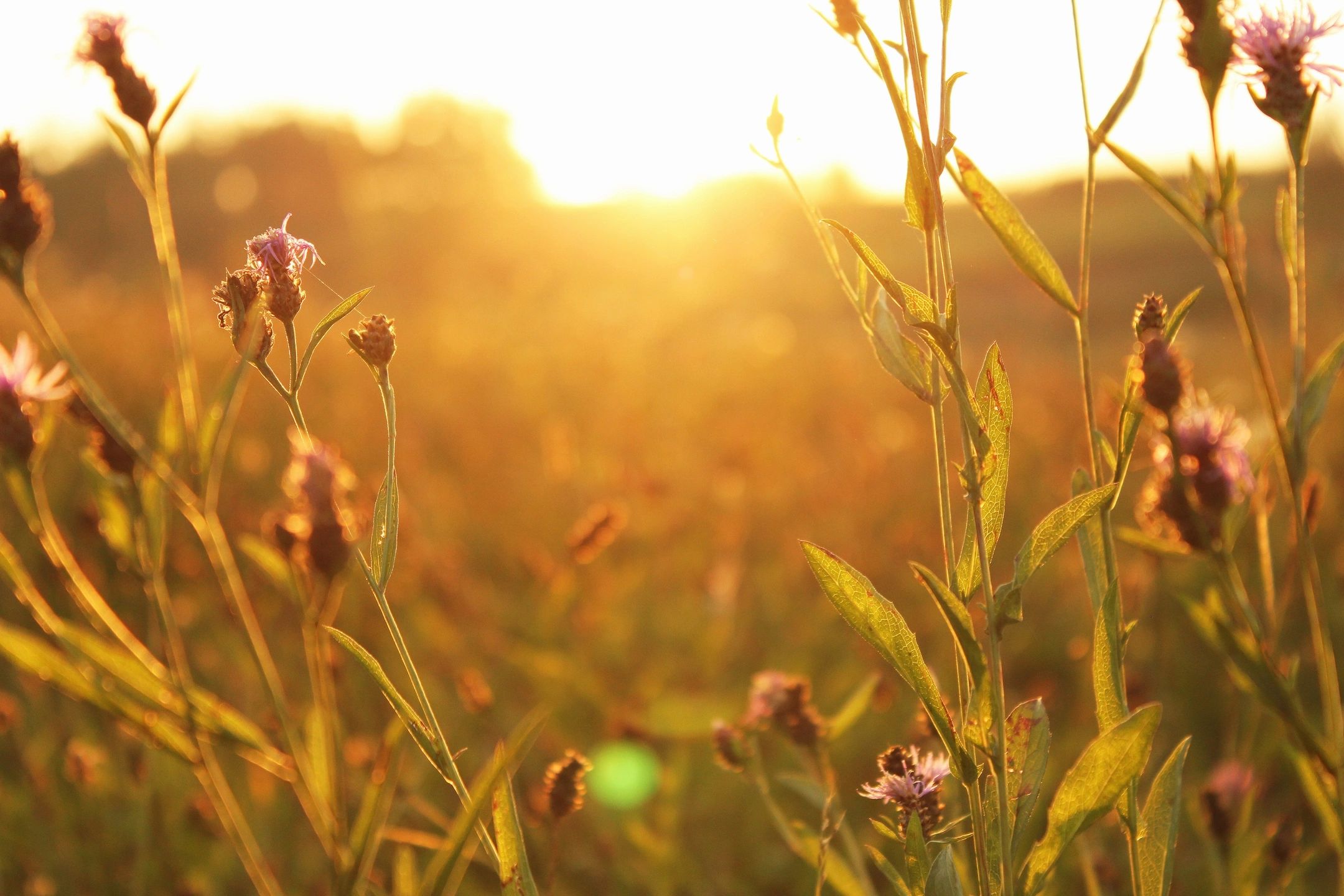 “A trip through the idyllic French lavender fields…”