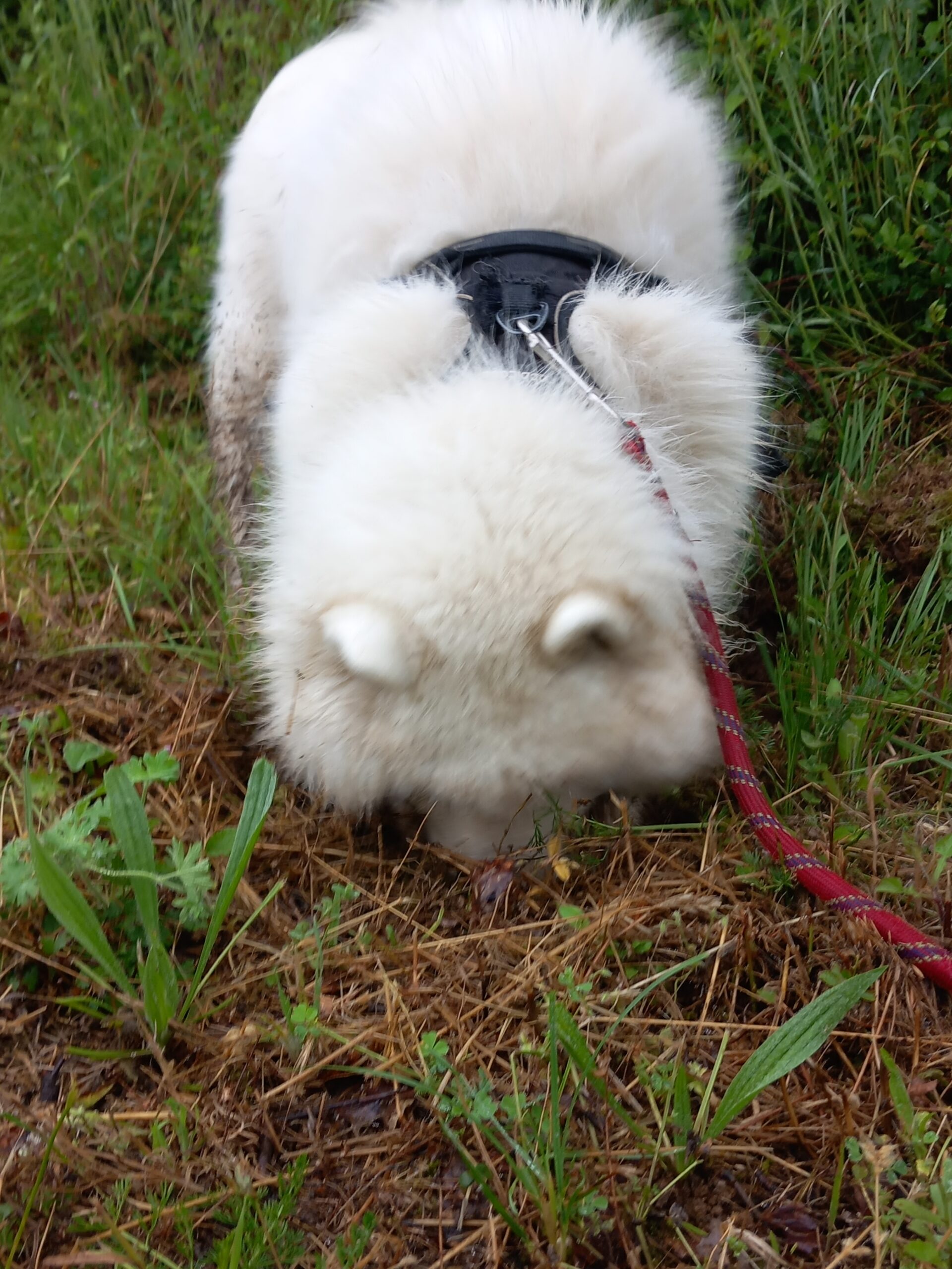 A samoyed named Waffles…