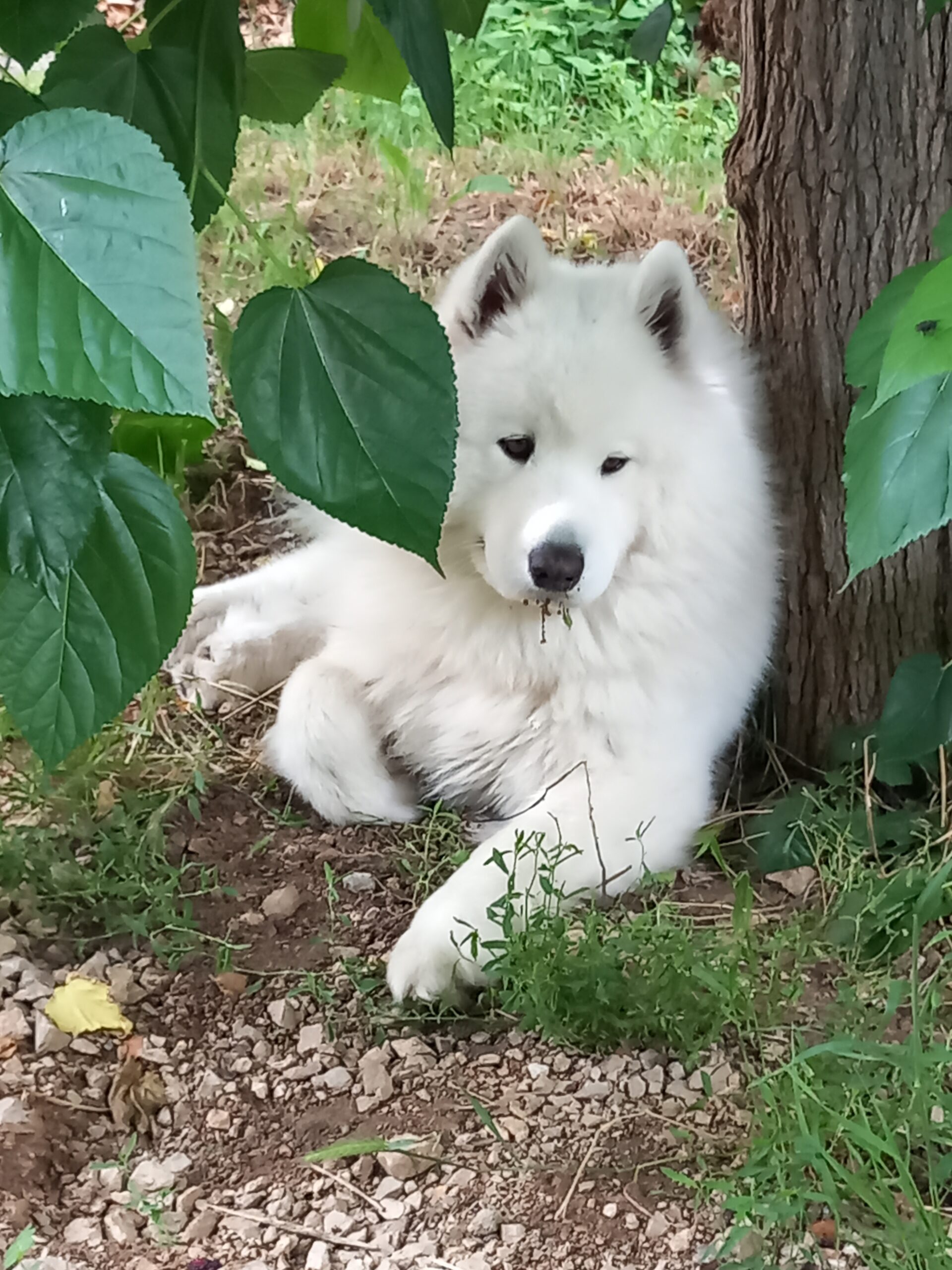 A hungry Samoyed